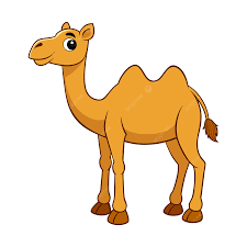 camel