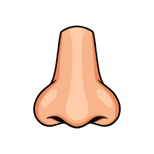 nose