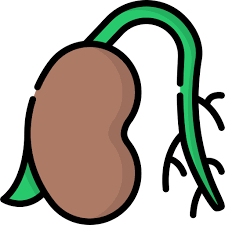 seed